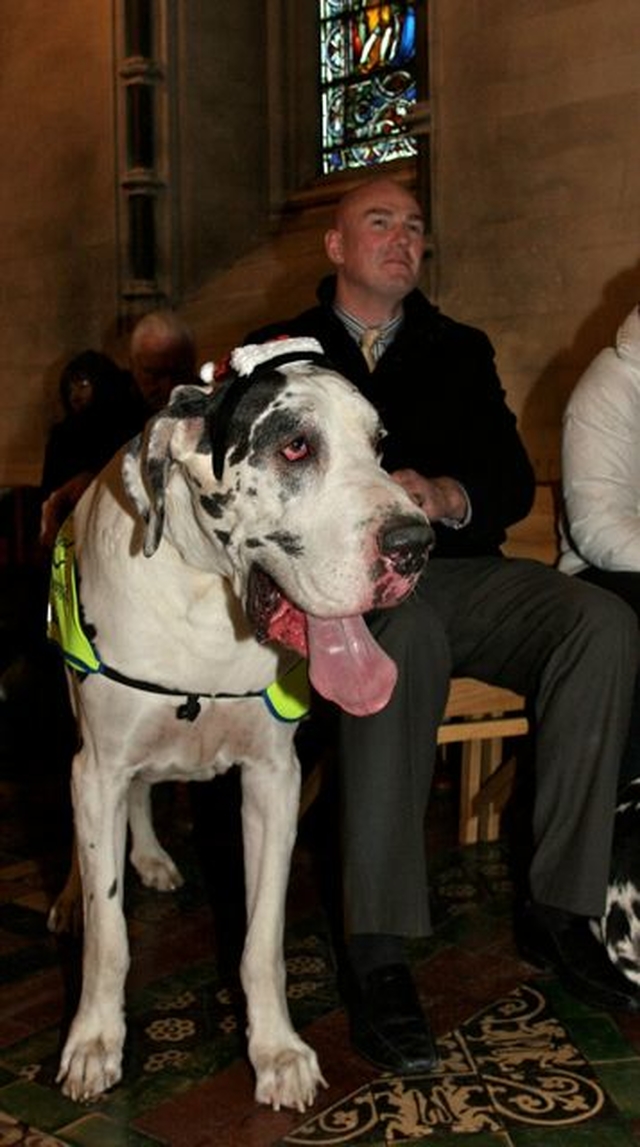 Dogs of all sizes and their owners attended the Peata Carol Service in Christ Church Cathedral. 