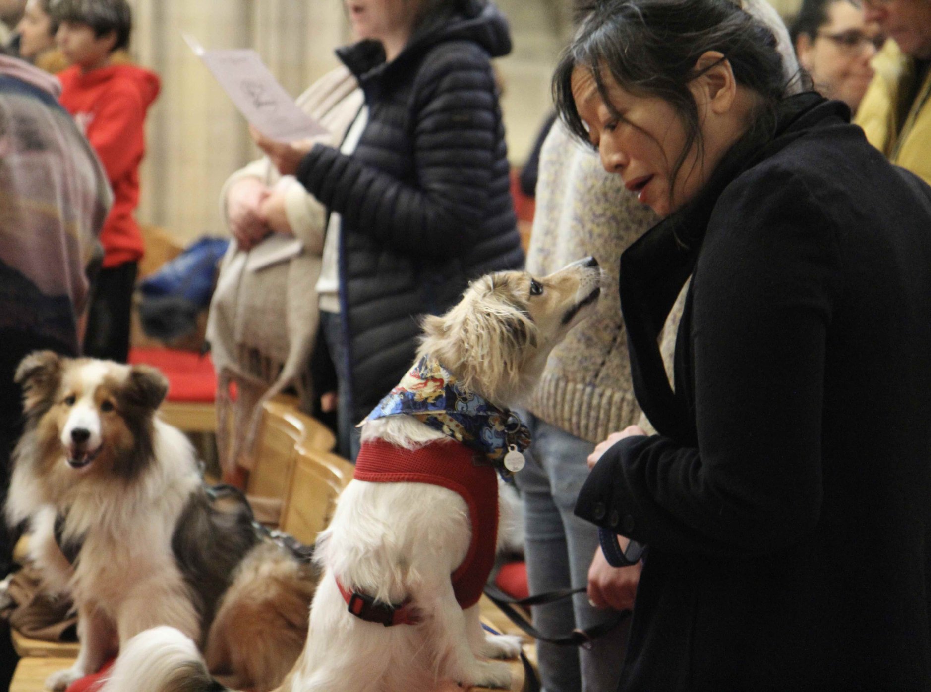 Storm Bram Doesn&rsquo;t Paws Cathedral Dog Carol Service