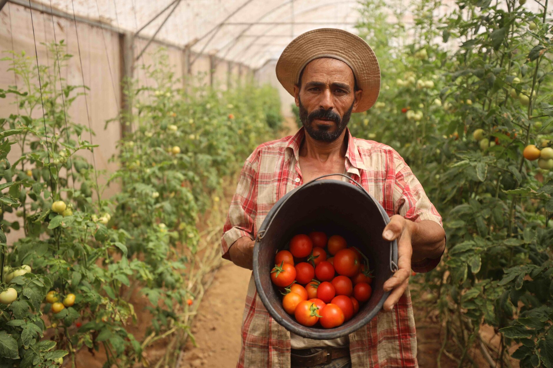   Gaza Famine: Aid Agency Responds to Humanitarian Catastrophe  - Christian Aid Harvest Appeal