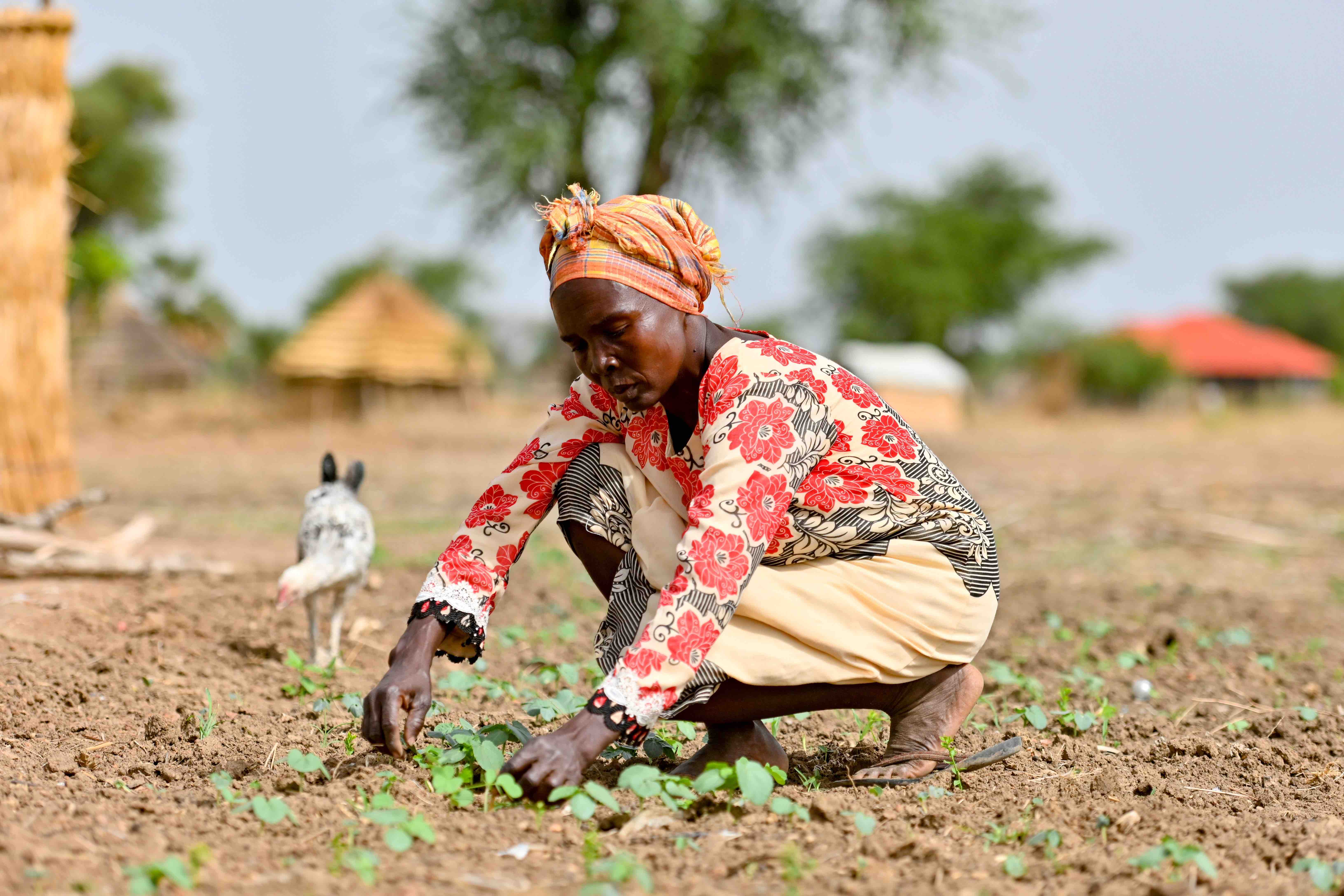 Anok plants fast-growing, drought and flood-tolerant vegetables that reach maturity in as little as 45 days, to make the most of the brief spells when growing conditions are favourable. Credit: Christian Aid/David Macharia