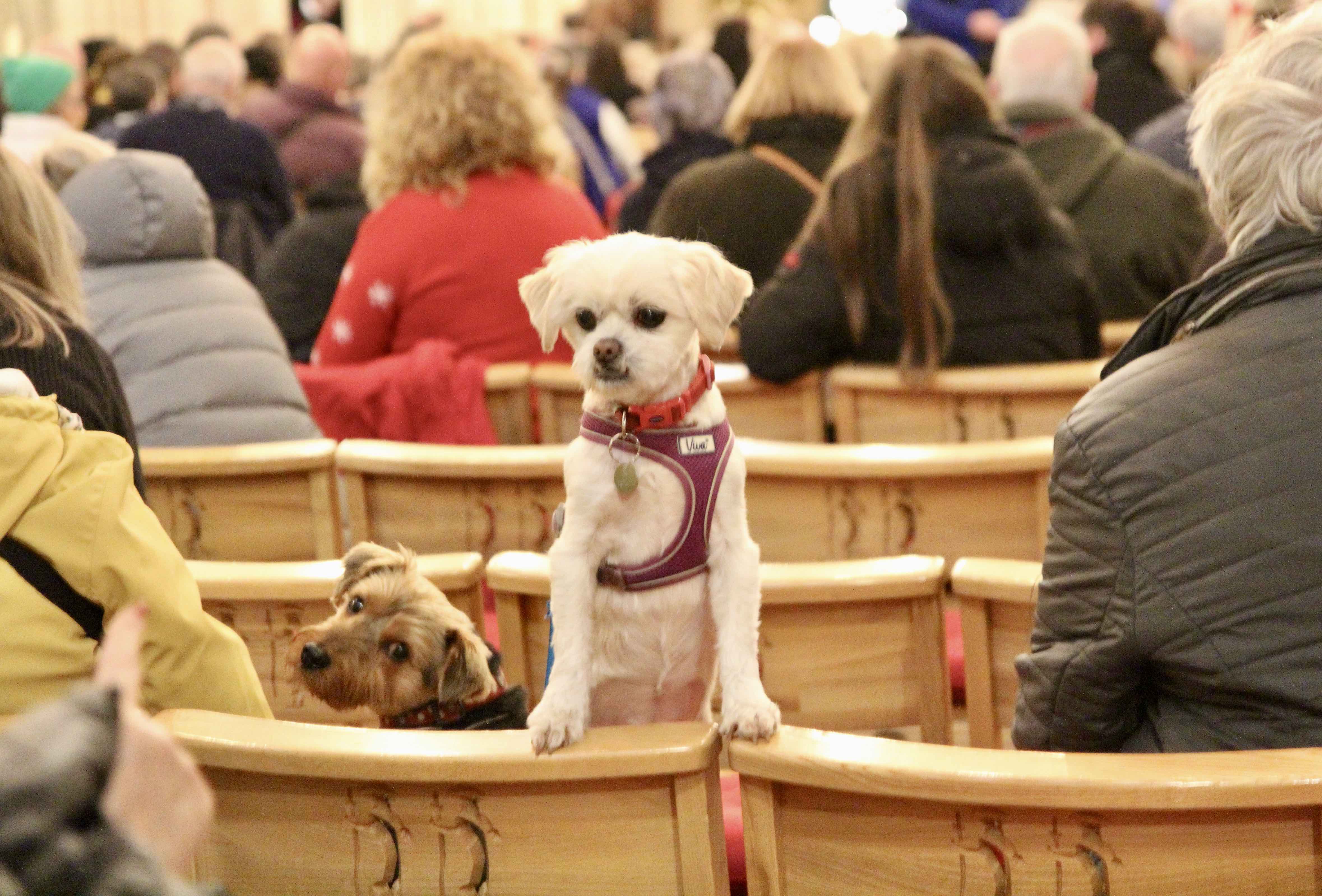 Checking out their surroundings at the Peata Carol Service.
